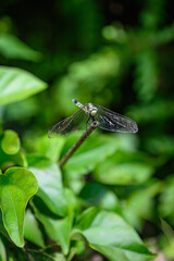 나뭇가지에 앉아있는 잠자리 한마리 