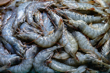 여러 마리의 흰다리 새우들 근접 컷 