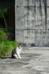 건물 앞 카메라를 보고 있는 한마리 고양이 