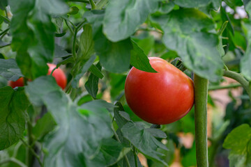 푸른색 나무들 사이에 잘 여문 빨간색 토마토 