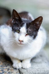 카메라를 보고 있는 한마리의 얼룩 고양이 