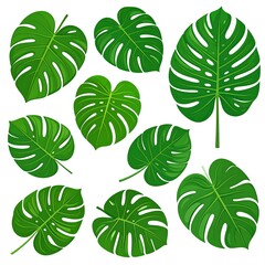 Collection of vibrant green monstera leaves on a clean, white background