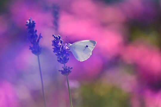Close-up side view of a butterfly on a lavender flower in a field, Serbia