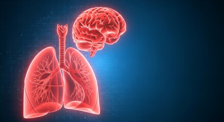 Digital Illustration of Human Brain, Lungs, and Trachea