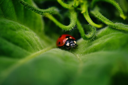 Close-up of a Ladybug on a sunflower leaf, France