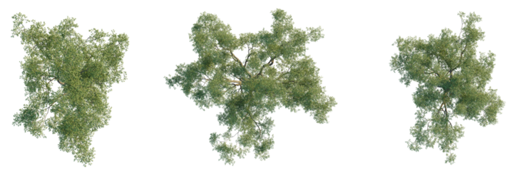 Eucalyptus cladocalyx tree plan, top view, cutout, transparent background, isolate, Vibrant green trees seen from above, perfect for landscape design