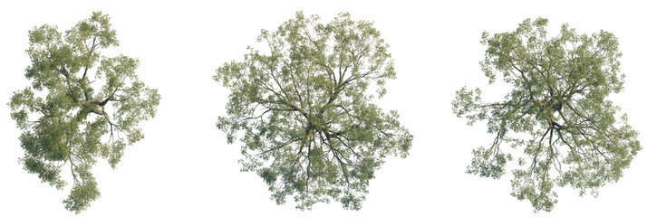 Eucalyptus bridgesiana tree plan, top view, cutout, transparent background, isolate, Isolated overhead view of lush green leafy tree canopy