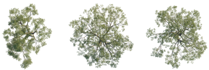 Eucalyptus bridgesiana tree plan, top view, cutout, transparent background, isolate, Isolated overhead view of lush green leafy tree canopy