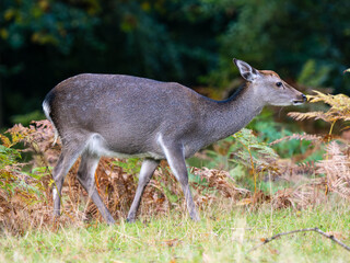 Female Sika Deer Feeding on Acorns