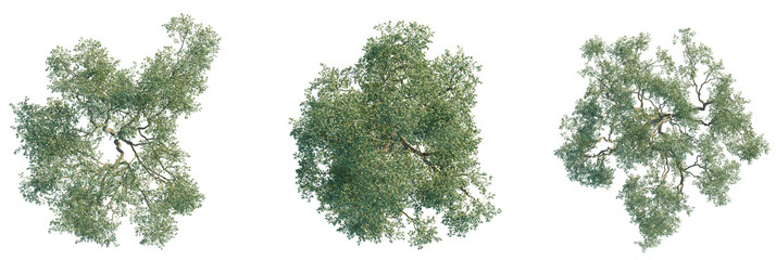 Eucalyptus leucoxylon tree plan, top view, cutout, transparent background, isolate, Three detailed...