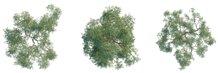 Eucalyptus leucoxylon tree plan, top view, cutout, transparent background, isolate, Three detailed top-down views of lush green oak trees with intricate branches