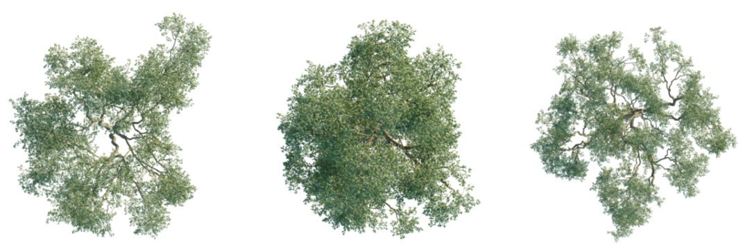 Eucalyptus leucoxylon tree plan, top view, cutout, transparent background, isolate, Three detailed top-down views of lush green oak trees with intricate branches