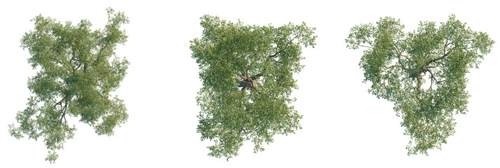 Eucalyptus cladocalyx tree plan, top view, cutout, transparent background, isolate, Detailed top view of lush green trees with intricate branches and leaves