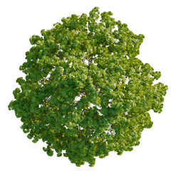 Castanea tree plan, top view, cutout, transparent background, isolate, Vibrant green leafy tree...