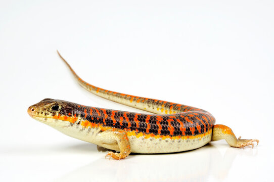 Schneider's skink // Berberskink, T&uuml;pfelskink (Eumeces schneiderii)