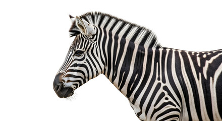 African Zebra Portrait with Distinctive Black and White Stripes