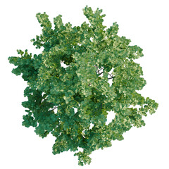 Obraz premium Ceratonia siliqua tree plan, top view, cutout, transparent background, isolate, Vibrant green deciduous tree viewed from above, perfect for landscaping