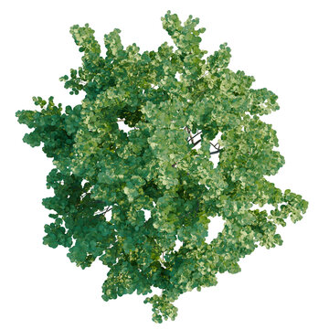 Ceratonia siliqua tree plan, top view, cutout, transparent background, isolate, Vibrant green deciduous tree viewed from above, perfect for landscaping