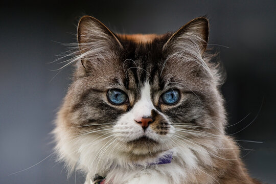 Close-up of a fluffy bi-colour rag doll cat in front of a grey background