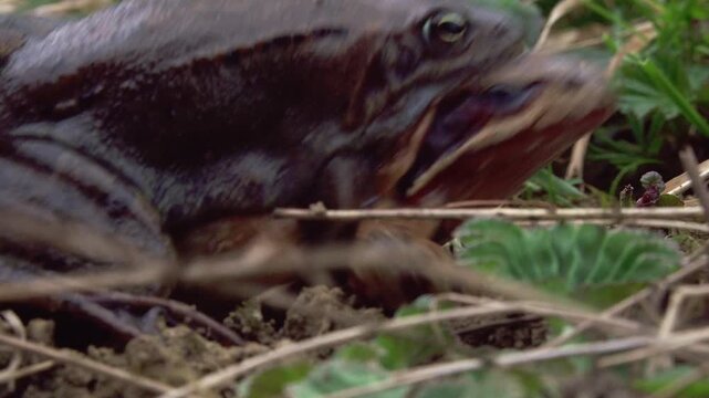 grass frogs mating in spring (close up)