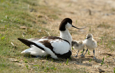 37651 AVOCETTE.JPG