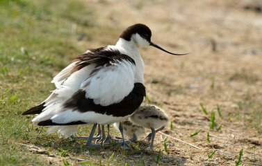 37655 AVOCETTE.JPG