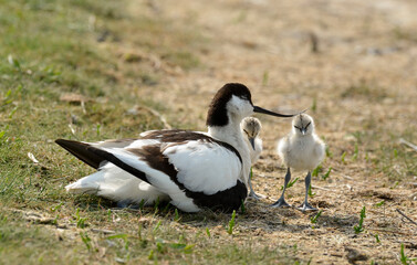 37650 AVOCETTE.JPG