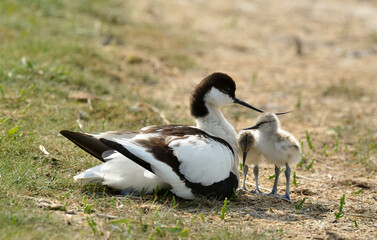 37654 AVOCETTE.JPG
