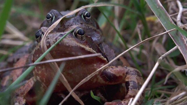 grass frogs mating in spring (close up)