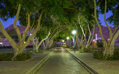 Tree lined path under a twilight sky