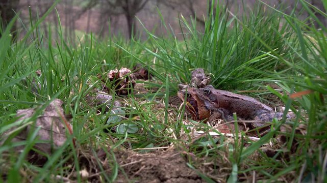 grass frogs mating in spring (close up)