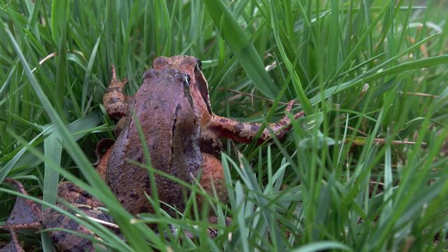 grass frogs mating in spring (close up)