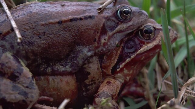 grass frogs mating in spring (close up)