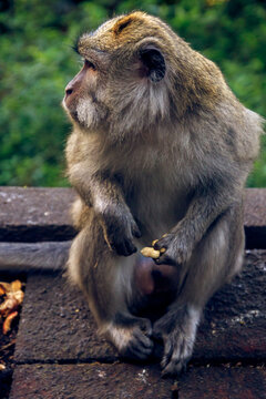 Close-up of a Long-tailed Macaque (cynomolgus macaque) sitting on a wall eating nuts, Bali, Indonesia