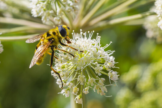 Totenkopfschwabfliege