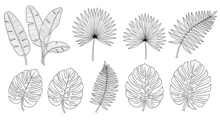A collection of scientific illustrations depicting various leaf structures and venation patterns.