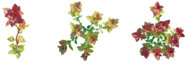 Ludwigia palustris Super Red tree plan, top view, cutout, transparent background, isolate, Vibrant autumn leaves transition from green to red on delicate branches