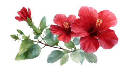 Vibrant Red Hibiscus Flower Arrangement with Lush Green Leaves Isolated on White Background for Floral Design Use