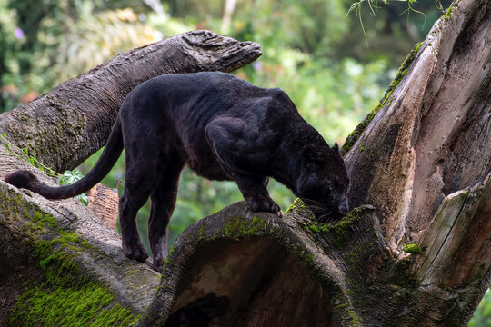 Close-up of a black panther in a tree, Indonesia
