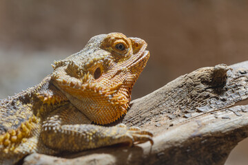 Bartagame