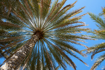 Palm fronds reach for the bright blue sky