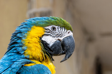 Ara