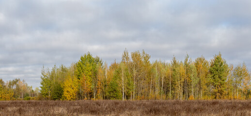Panorama of the autumn forest at the edge of the field. Autumn forest panoramic landscape