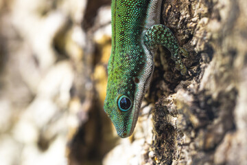 Gecko Macro