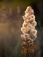 Close-up of a goldenrod plant gone to seed, softly lit by warm evening sunlight
