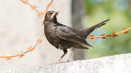 black winged blackbird