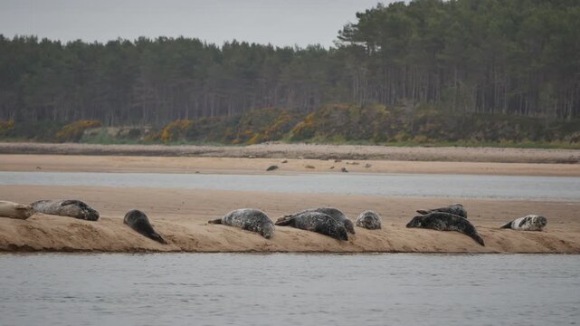 Common seals ( Phoca vitulina ) - also known as Harbour seals (or Harbor seals) on a sandbank at Loch Fleet in Sutherland Scotland UK