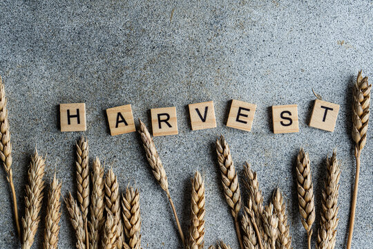 Close-up overhead view of wooden letters spelling out the word Harvest on a table with autumnal ears of wheat