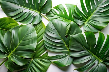Overhead shot of vibrant green monstera leaves isolated on white background ai generated