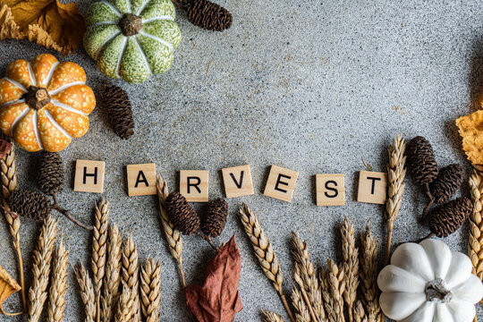 Close-up overhead view of wooden letters spelling out the word Harvest on a table with autumnal ears of wheat, pumpkins, autumn leaves  and pinecones